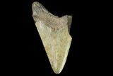 Partial Fossil Megalodon Tooth - Georgia #161023-1